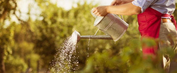 Gardening and Tinkering